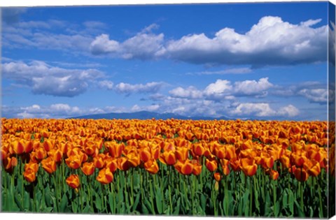 Framed Orange Tulips In Skagit Valley, Washington State Print
