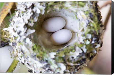 Framed Rufous Hummingbird Nest With Eggs Print