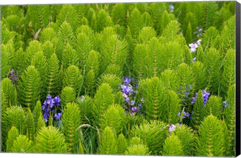 Framed Horsetail, Wild Hyacinth, And Grays Harbor Print