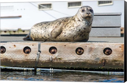 Framed Harbor Seal  Out On A Dock Print