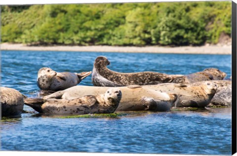 Framed Harbor Seal Gathering At Liberty Bay Print