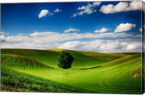 Framed Rolling Wheat Field Landscape With A Lone Tree Print