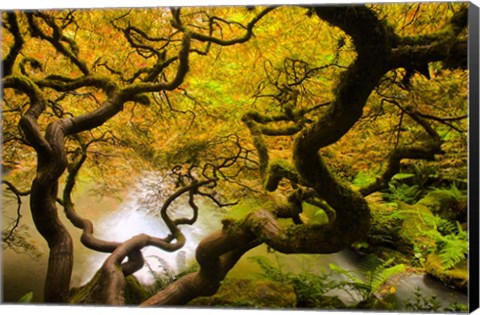 Framed Spring Japanese Maple Hanging Over A Pond Print