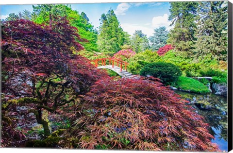 Framed Japanese Maple With Moon Bridge Print