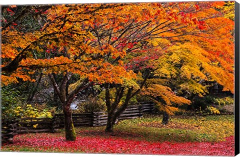 Framed Red Vine Maple In Full Autumn Glory Print