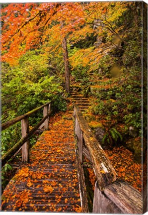 Framed Autumn Maple Leaves On A Bridge Print