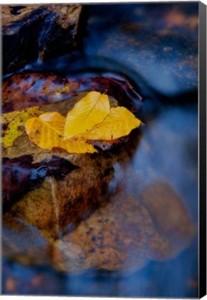 Framed Leaves Floating On Water Print