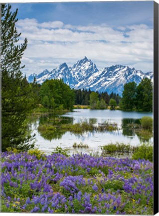 Framed Lupine Flowers With The Teton Mountains In The Background Print