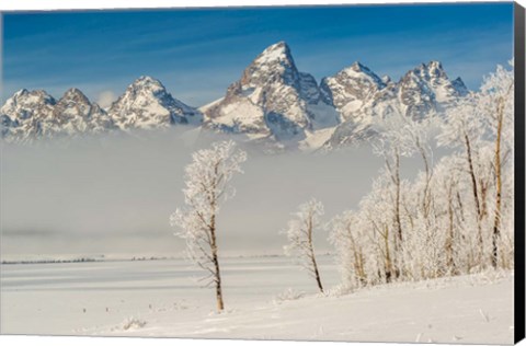 Framed Rimed Cottonwoods And Tetons From The Antelope Flats Road Print