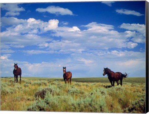 Framed Wild Horses Near Farson, Wyoming Print