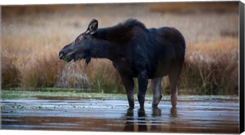 Framed Moose Eating Watercress In A Pond Print