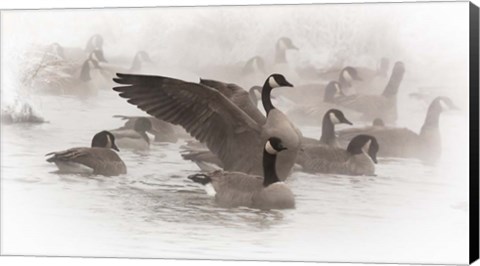 Framed Artistic Shot Of Canadian Geese In The Mist Print