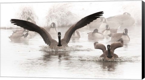 Framed Canadian Geese Land In A Winter&#39;s Pond Print