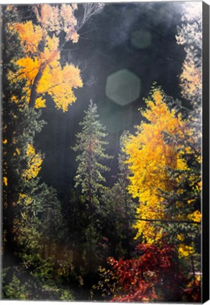 Framed Sunshine On An Autumn Forest Print