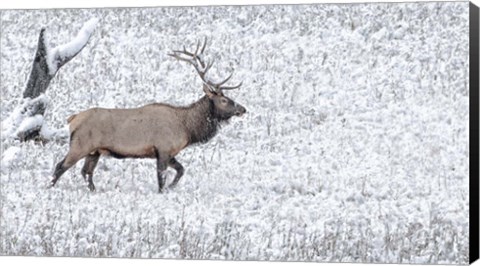 Framed Bull Elk Walks In The Snow Print