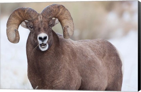 Framed Bighorn Sheep With Grass In His Mouth Print