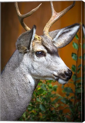 Framed Close-Up Of A Mule Deer Print