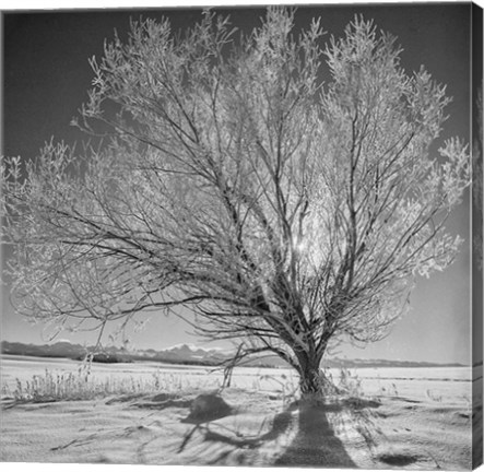 Framed Lone Ice Tree (BW) Print