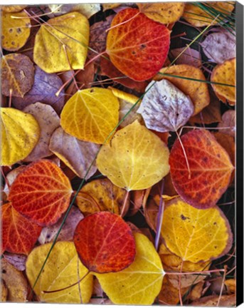 Framed Fallen Autumn Leaves Print