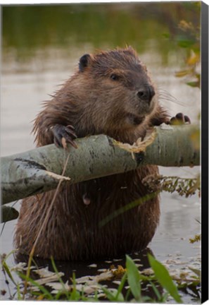 Framed North American Beaver Gnawing Through An Aspen Print