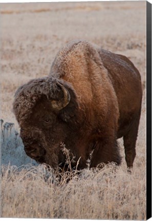 Framed American Bison On A Frosty Morning Print