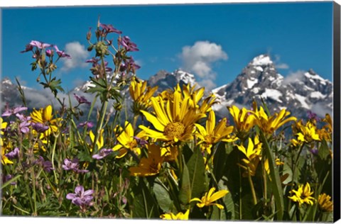 Framed Mule&#39;s Ear And Sticky Geraniumm Wyoming Print