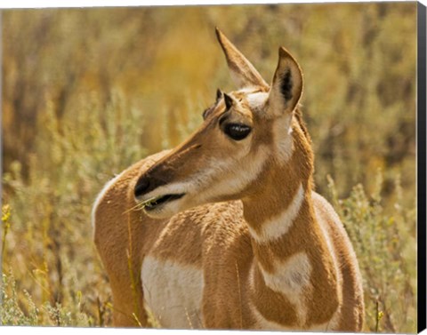 Framed Close-Up Of A Pronghorn Print