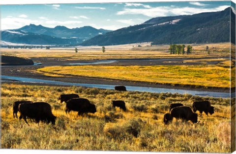 Framed Bison Herd Feeding, Lamar River Valley, Yellowstone National Park Print