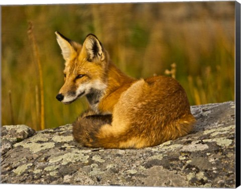 Framed Red Fox Resting, Yellowstone National Park, Wyoming Print