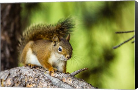 Framed Red Tree Squirrel Posing On A Branch Print