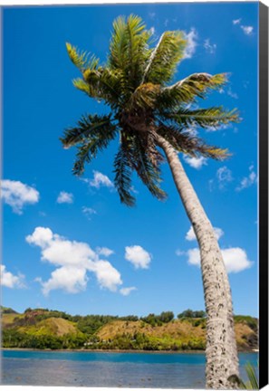 Framed Umatac Bay Palm Tree, Guam Print