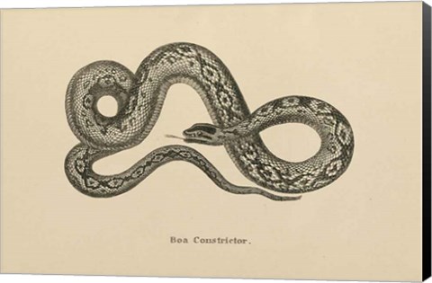 Framed Vintage Boa Constrictor Print