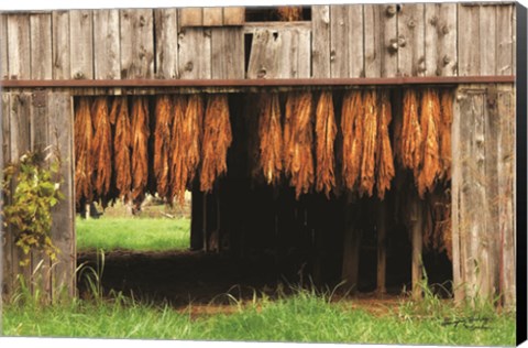 Framed Tobacco Barn Print