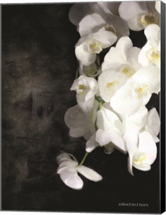 Framed Contemporary White Orchids Print