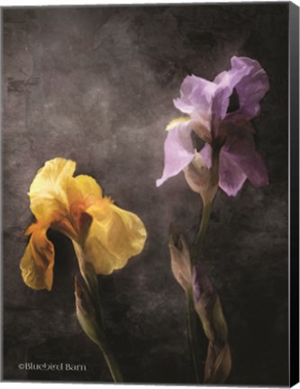 Framed Contemporize Floral Iris Print