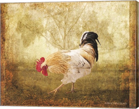 Framed Vintage Scratching Rooster Print