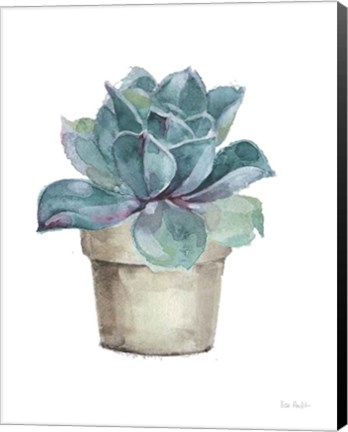 Framed Mixed Greens Succulent IV Print