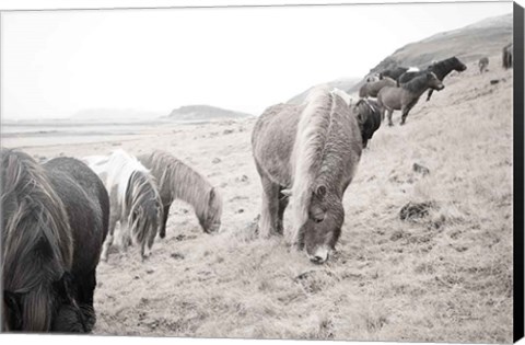 Framed Horses of Hofn II BW Print