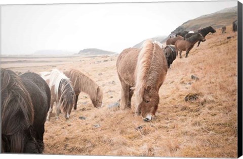 Framed Horses of Hofn II Print