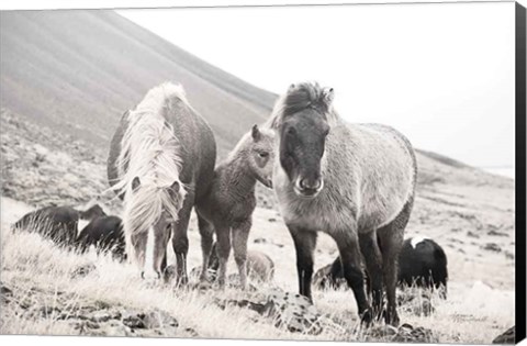 Framed Horses of Hofn I BW Print