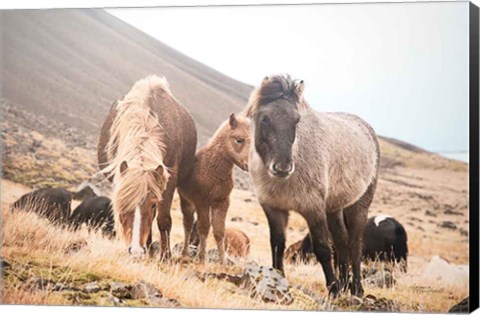 Framed Horses of Hofn I Print