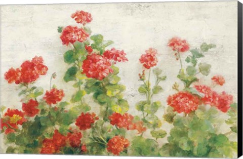 Framed Red Geraniums on White v2 Print