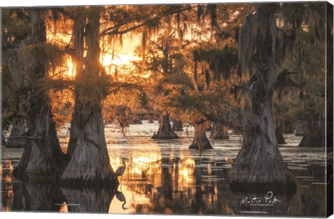 Framed Sunset in the Swamps Print