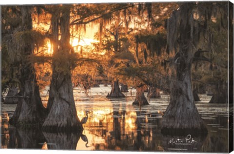 Framed Sunset in the Swamps Print