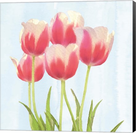 Framed Fresh Spring Tulips III Print