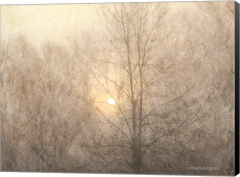 Framed Fading Trees Sunlight Print