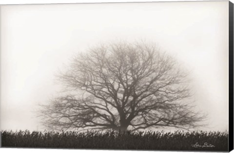 Framed Foggy Old Tree Print