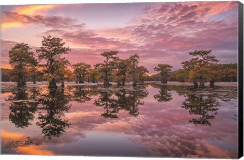 Framed Magnificent Sunset in the Swamps Print