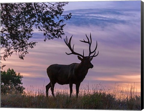 Framed Sunrise Bull Print