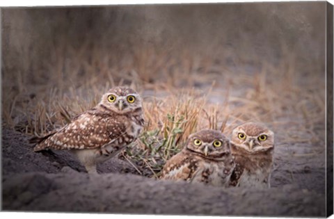 Framed Burrowing Owl Print